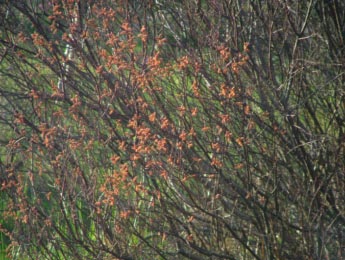 Myrica galeWilde gagel bestellen